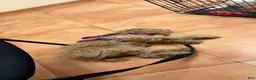 Mixed Breed dogs for sale: Mixed Breed 1 - Ad 5