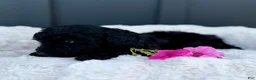 Mini Goldendoodle dogs for sale: SAWYER - Ad 5