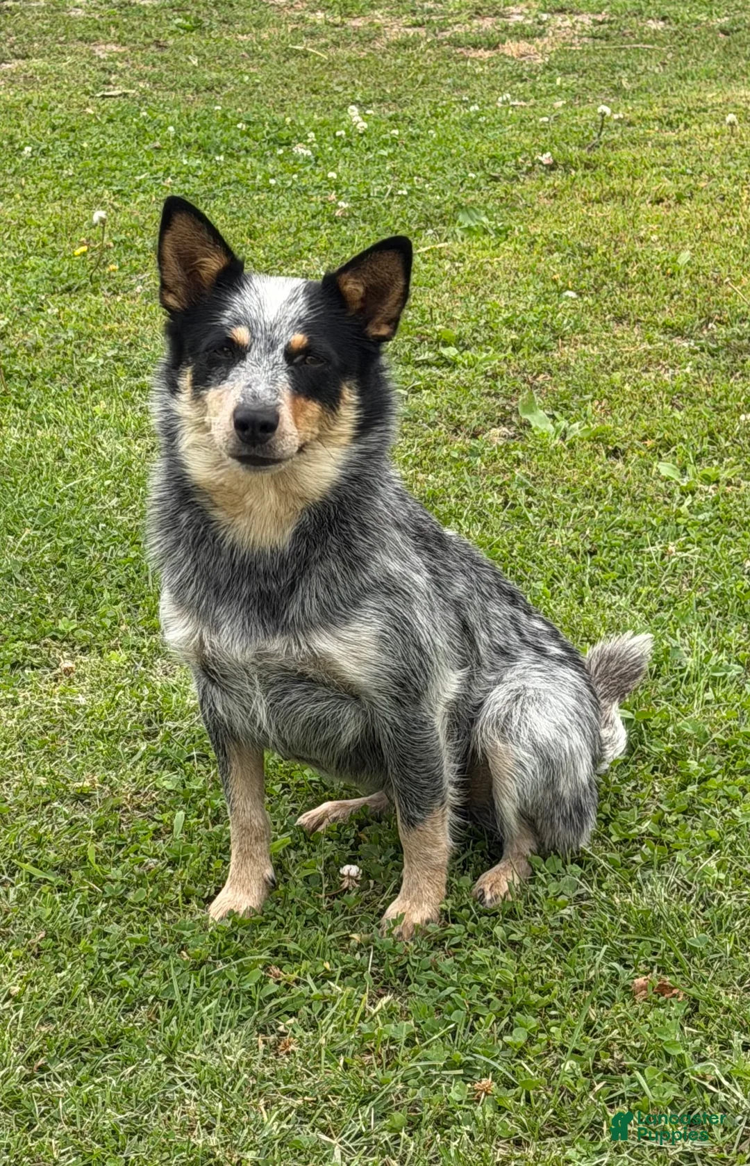 Australian Cattle Dog dogs for sale: Renley - Ad 9