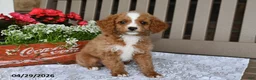 Cavapoo dogs for sale: Renita - Ad 2