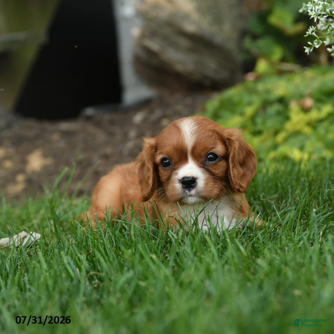 Cavalier King Charles Spaniel dogs for sale: Corvette - Ad 2