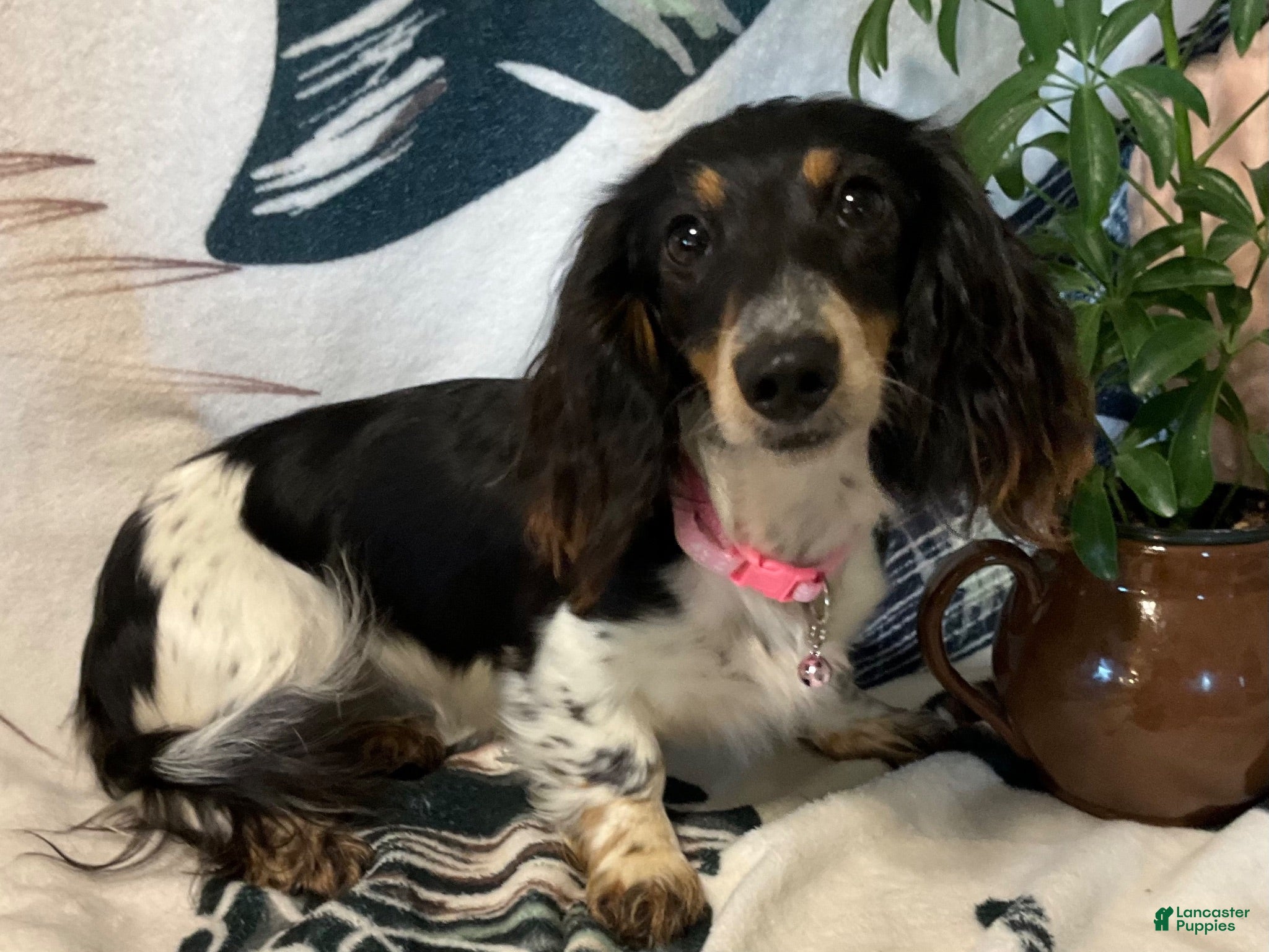 Miniature Dachshund dogs Miniature Dachshund 1 - Ad 1
