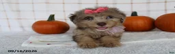 Mini Aussiedoodle dogs for sale: Brandi - Ad 3