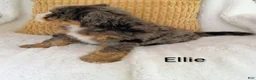 Bernedoodle dogs for sale: Bernedoodle Puppy 3 - Ad 14