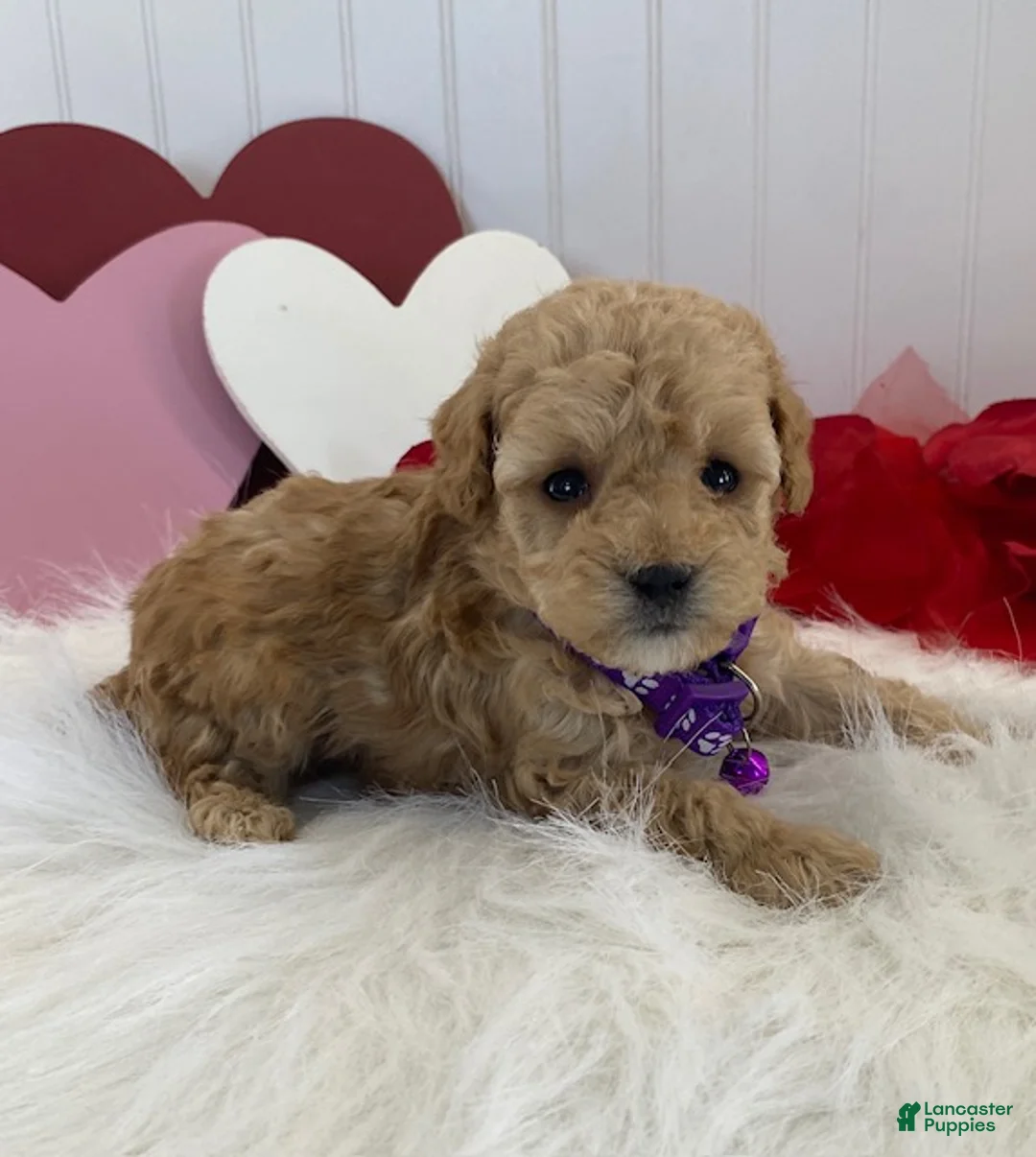 Toy Poodle dogs for sale: Farris- teacup size - Ad 4