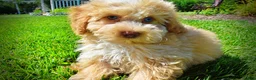 Havapoo dogs for sale: Gracie - Ad 11