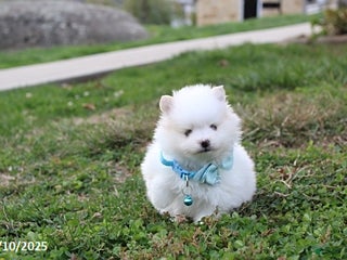 Pomeranian dogs - Ad 27