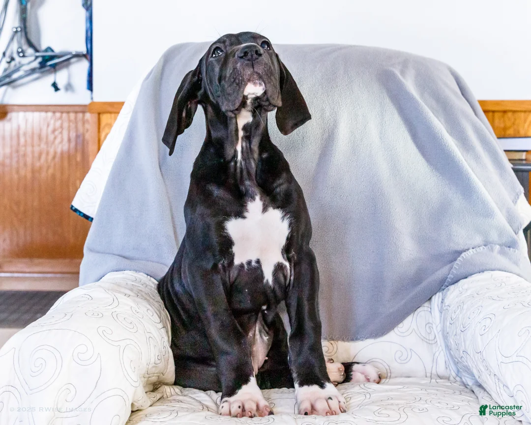 Great Dane dogs for sale: Noel - Ad 8