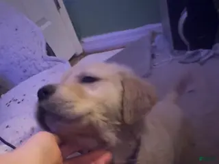 Golden Retriever dogs Violet - Ad 8