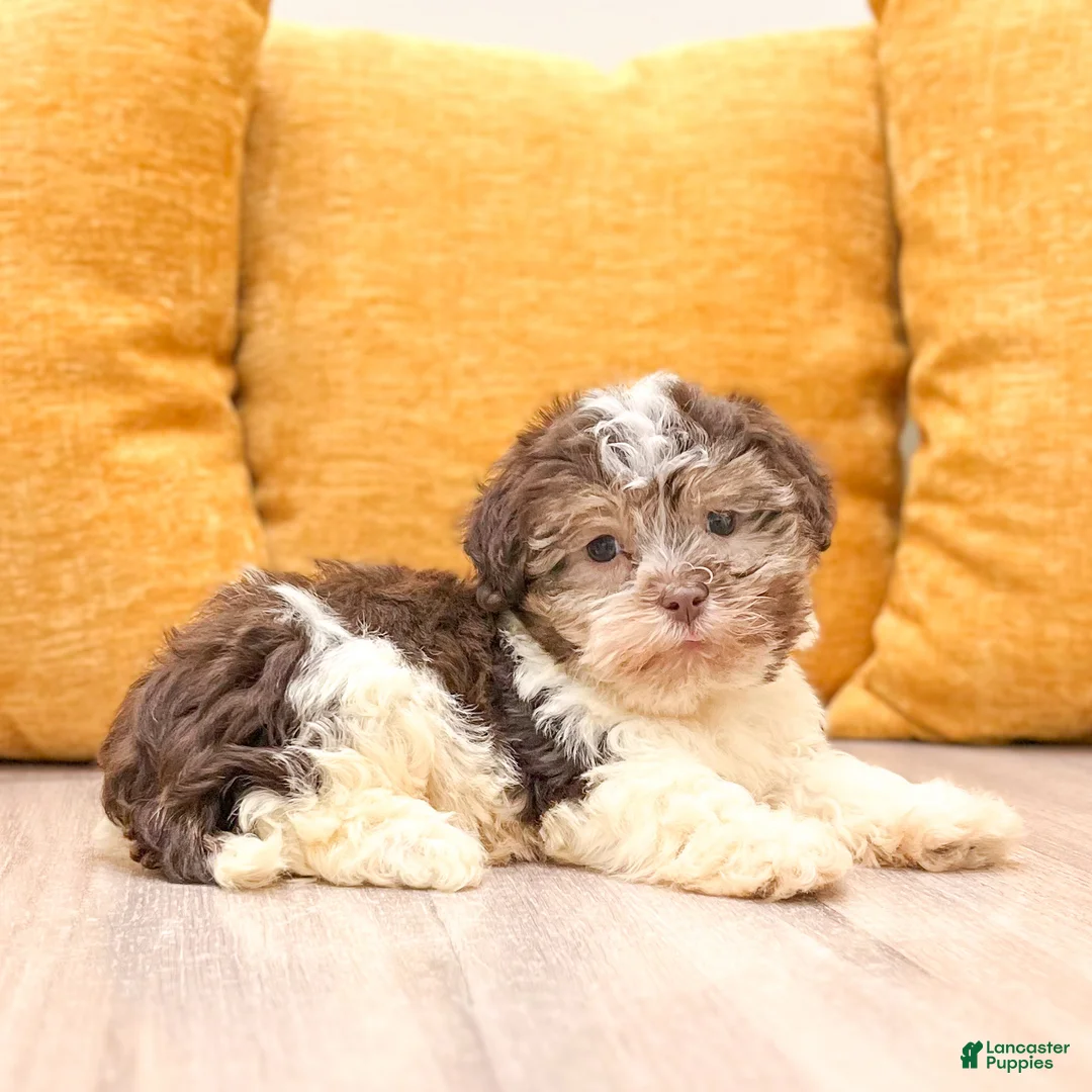 Havanese dogs for sale: Max - Ad 2