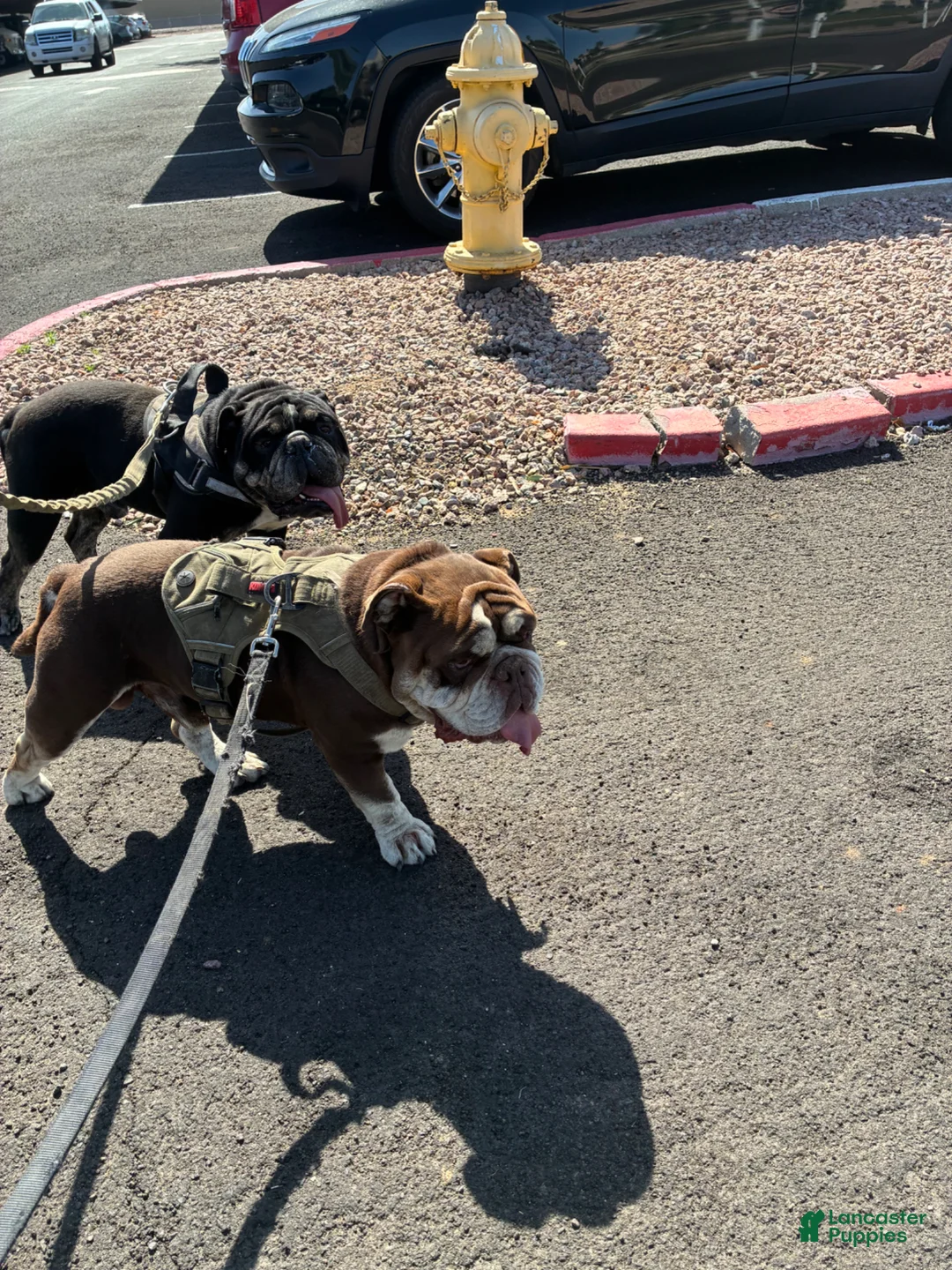 French Bulldog dogs for sale: French Bulldog Puppy 1 - Ad 9