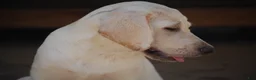 Labrador Retriever dogs for sale: Céline  - Ad 5