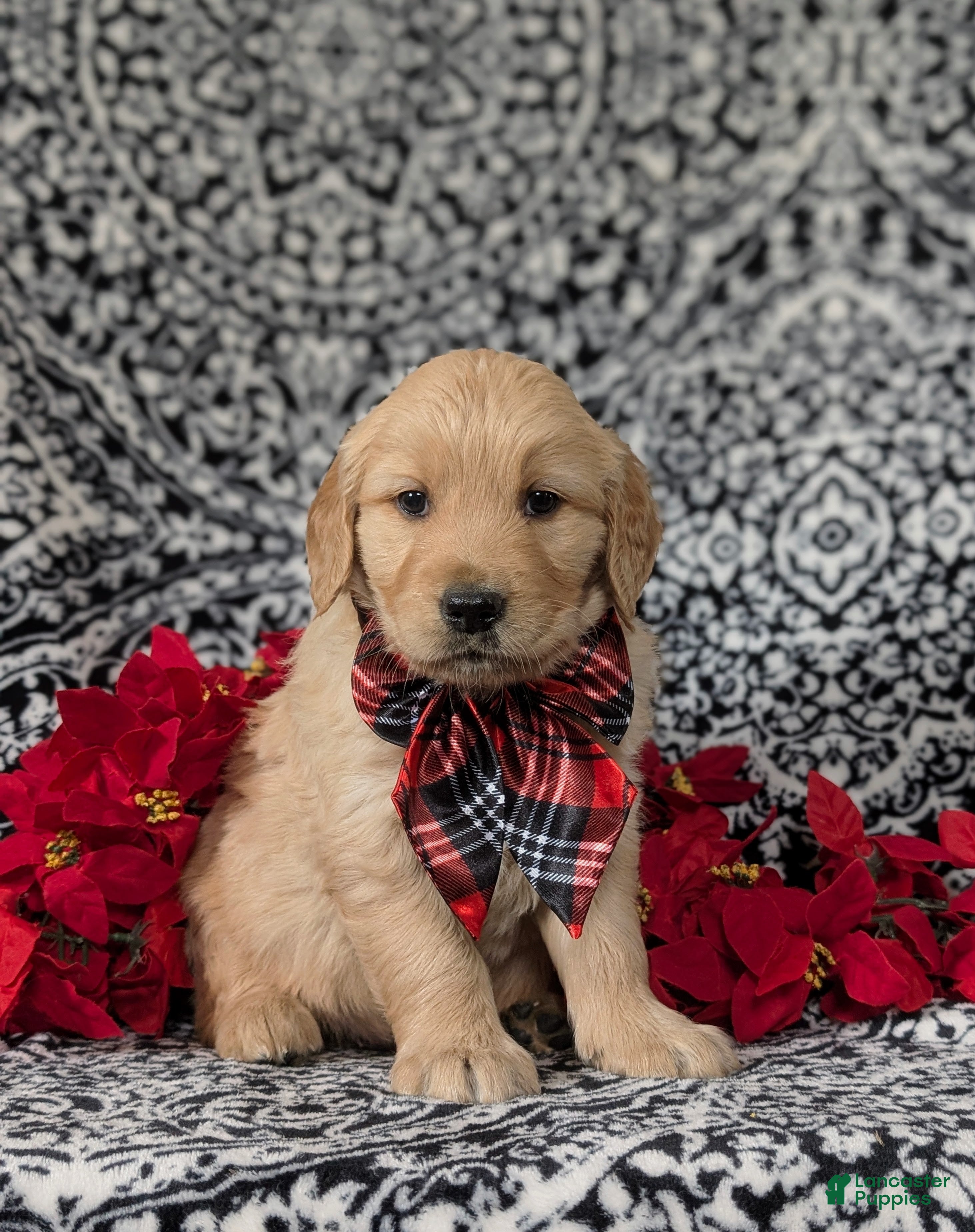 Golden Retriever dogs Boone - Ad 35