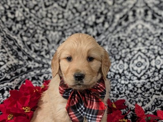 Golden Retriever dogs for sale: Boone - Ad 3