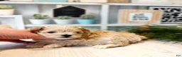 Maltipoo dogs for sale: Michelle - Ad 8