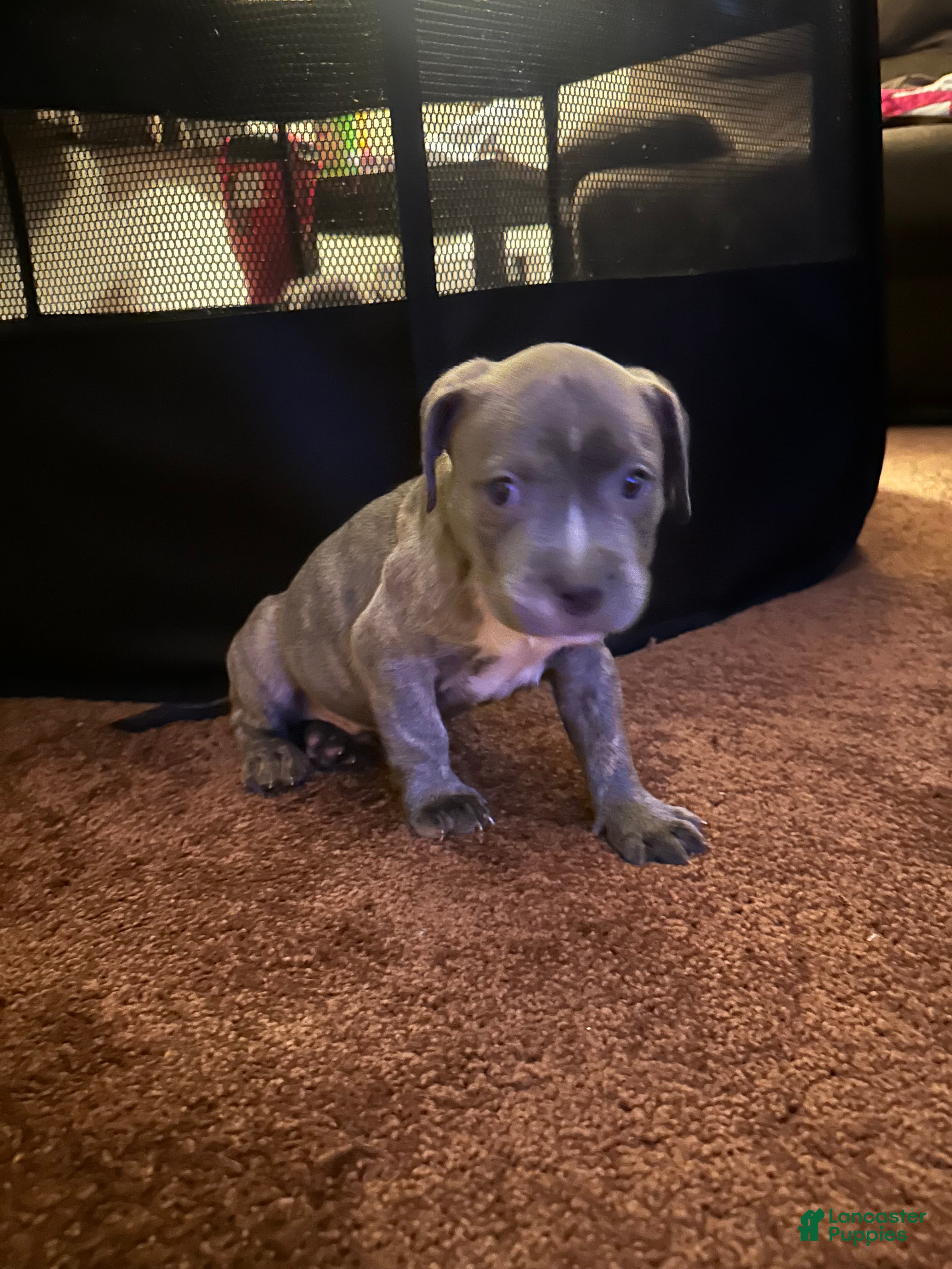 American Bully dogs American Bully Puppy 7 - Ad 6