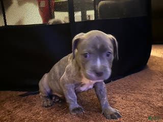 American Bully dogs American Bully Puppy 7 - Ad 37