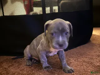 American Bully dogs American Bully Puppy 7 - Ad 2