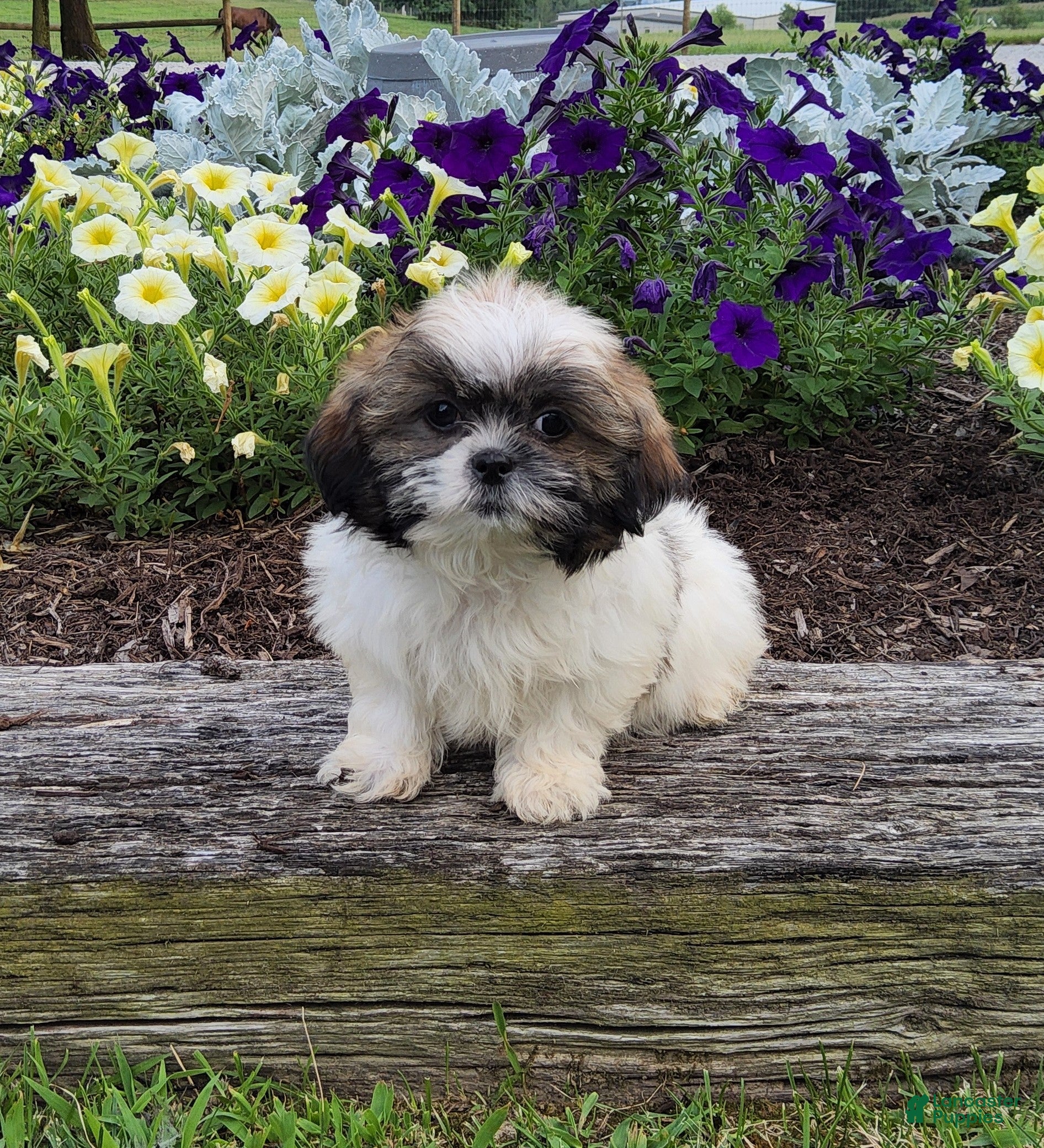 Shih Tzu dogs Amelia - Ad 1