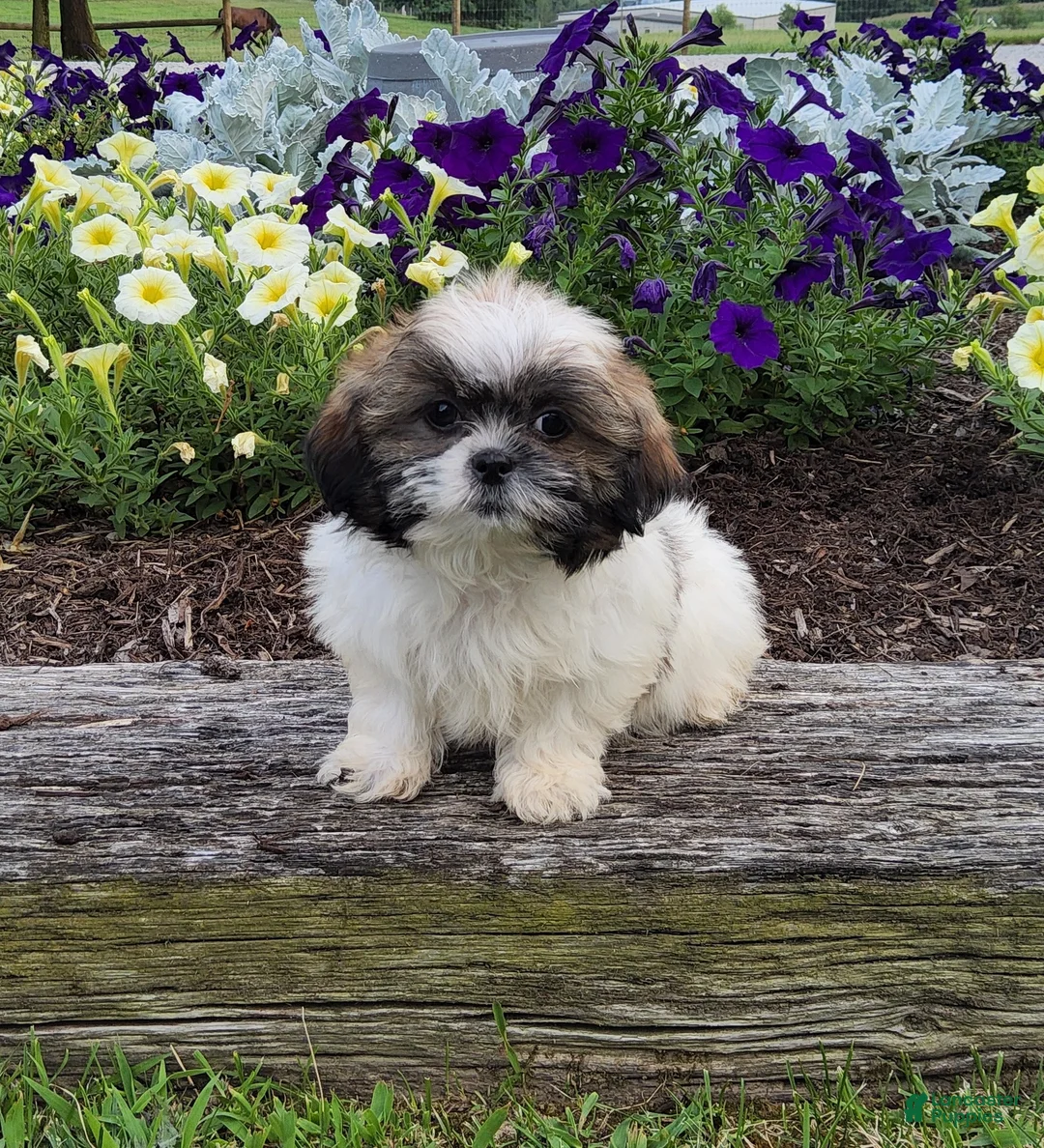 Shih Tzu dogs for sale: Amelia - Ad 1