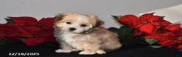 Havanese dogs for sale: Bubbles - Ad 5