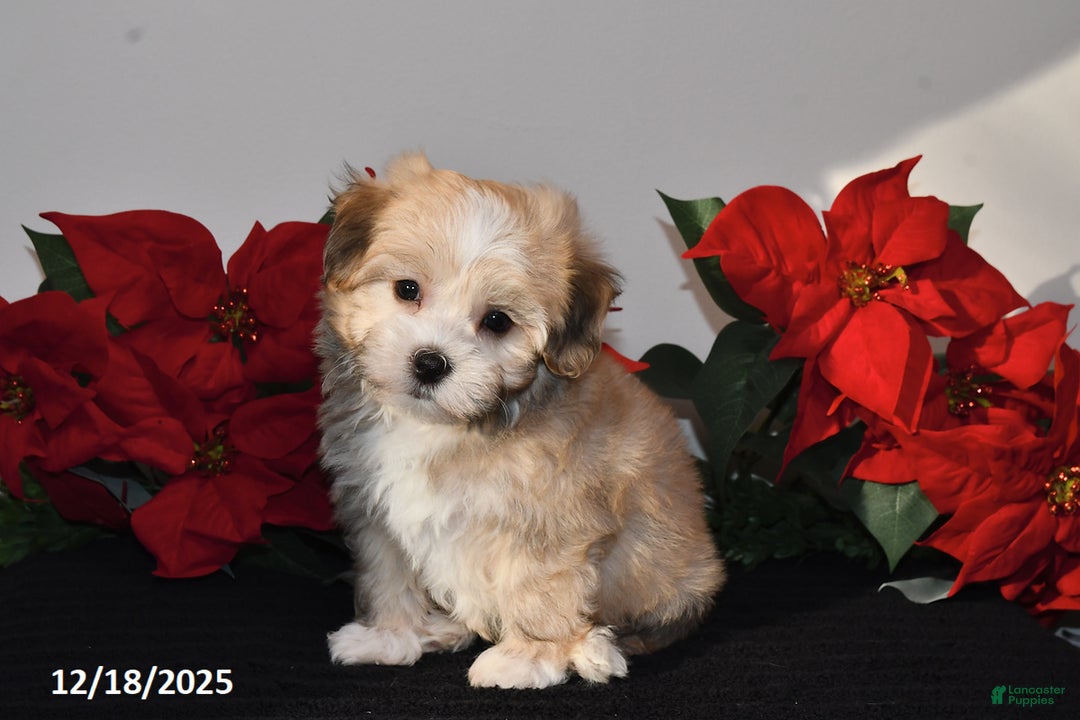 Havanese dogs for sale: Bubbles - Ad 5