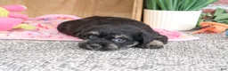 Miniature Schnauzer dogs for sale: Tessa - Ad 5