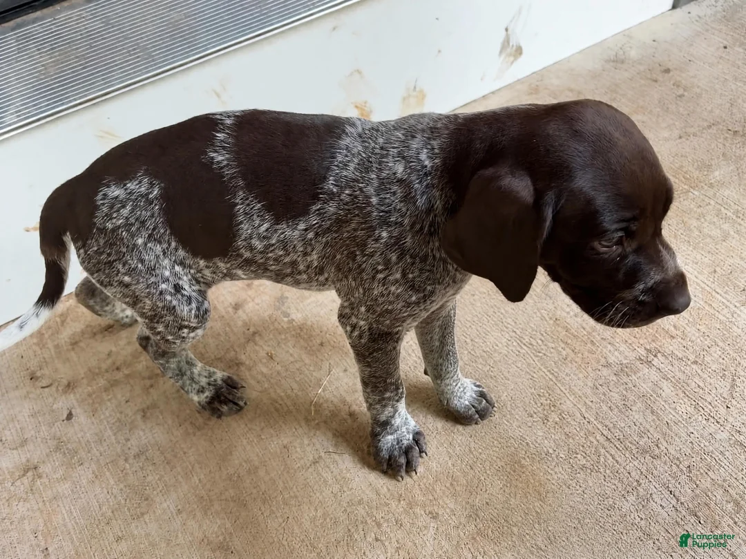 German Shorthaired Pointer dogs for sale: Mocha - Ad 2