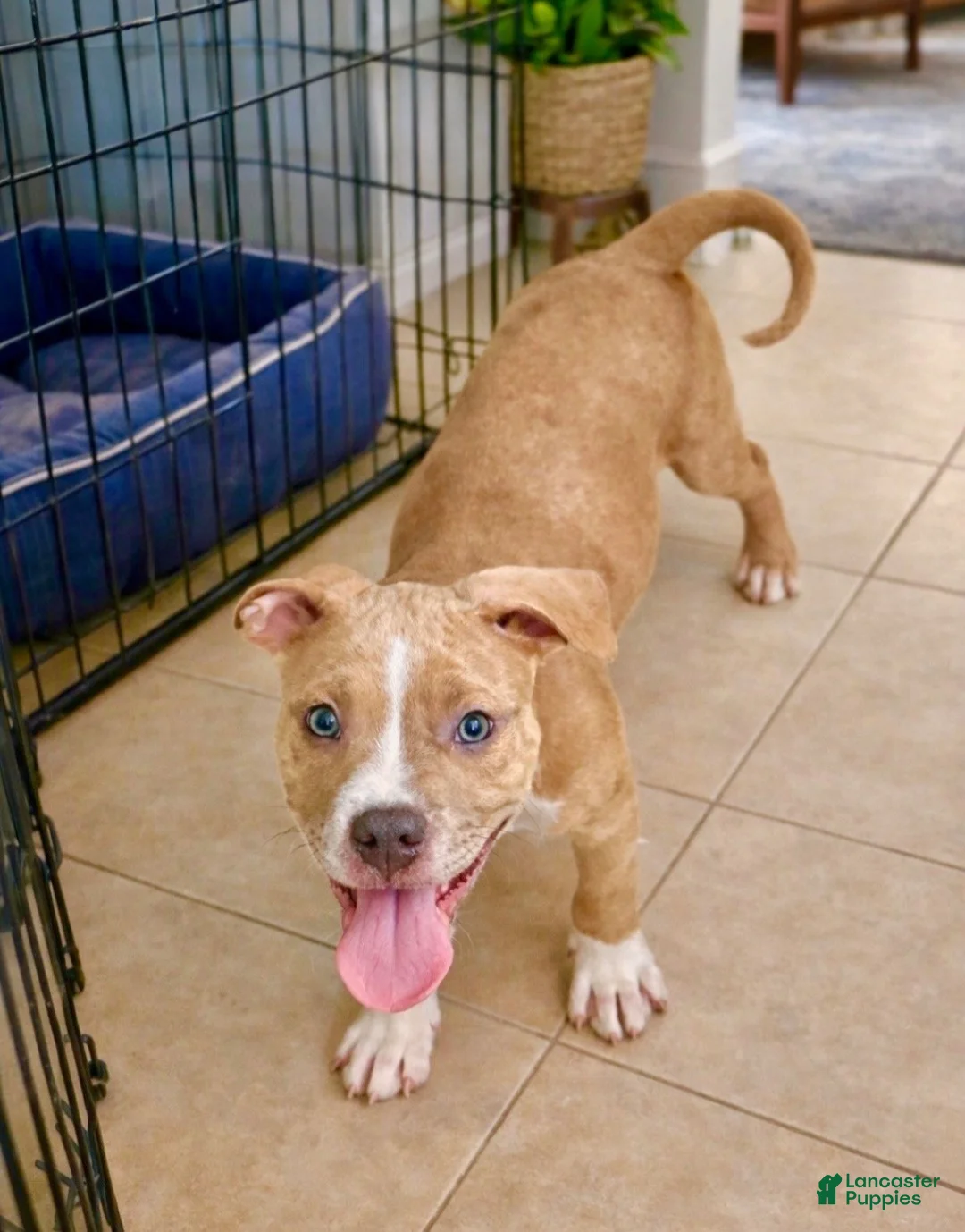 American Bully dogs for sale: AALIYAH / MERLE LILAC - Ad 1