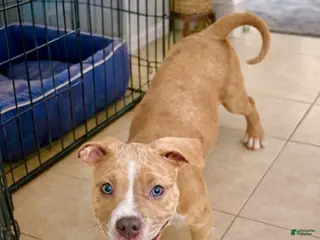 American Bully dogs AALIYAH / MERLE LILAC - Ad 19