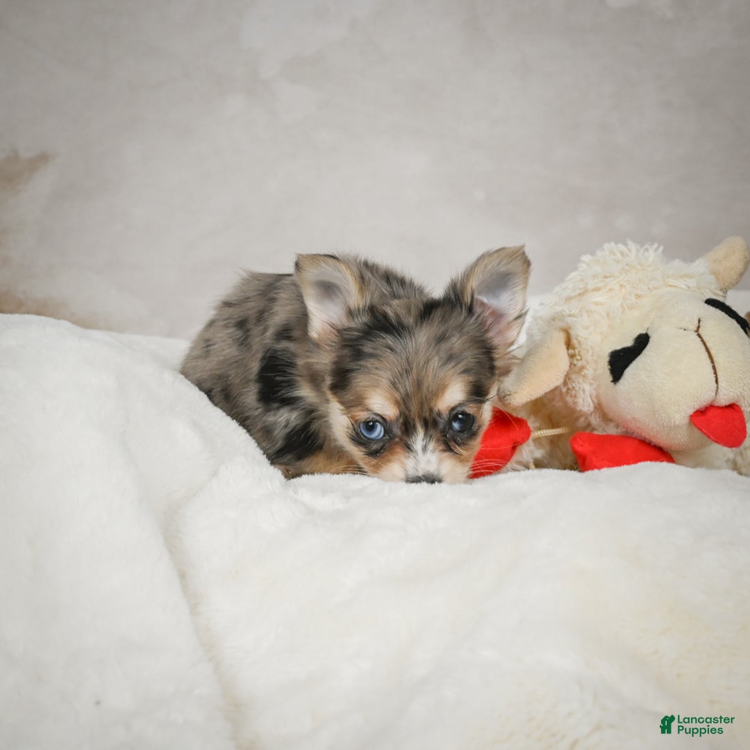 Chihuahua dogs for sale: Sunshine - Ad 7