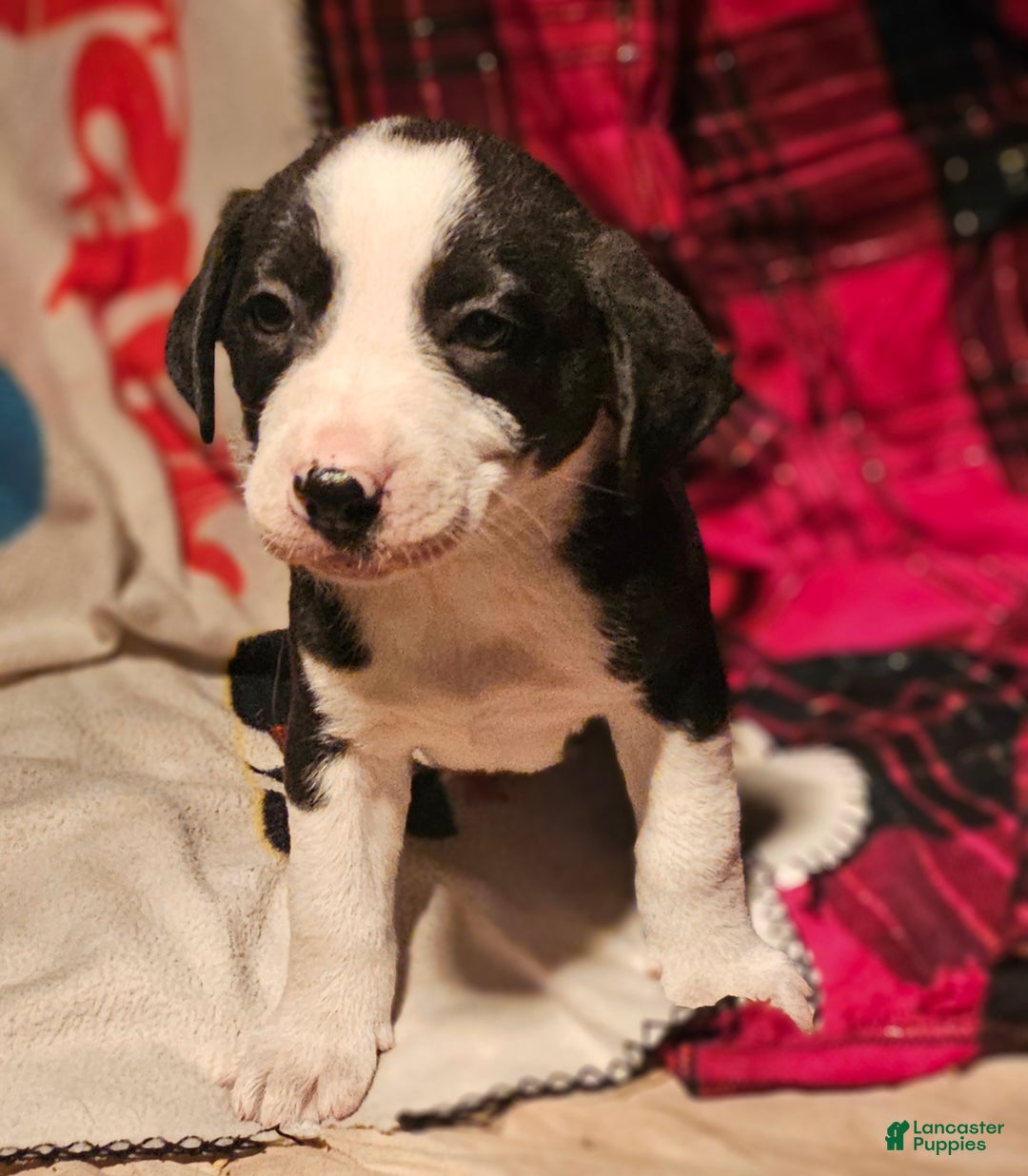 Border Collie dogs for sale: Friday - Ad 10