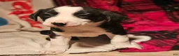 Border Collie dogs for sale: Friday - Ad 10