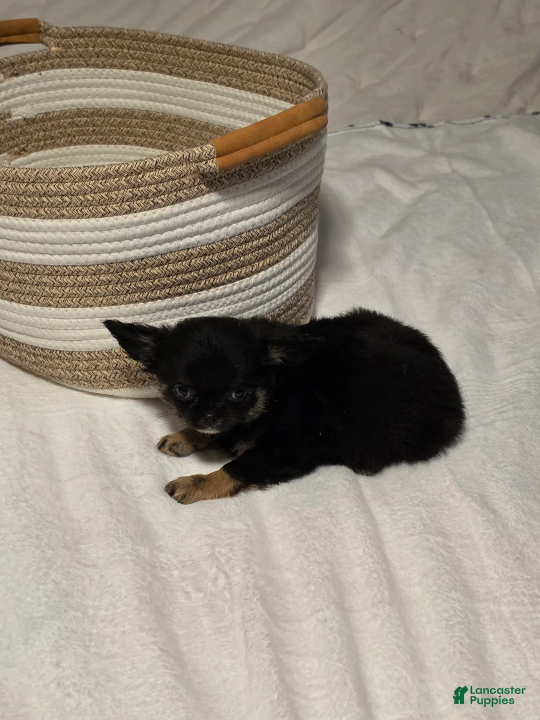Chihuahua dogs for sale: jackie - Ad 2