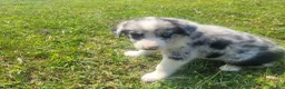 Mixed Breed dogs for sale: Ram  - Ad 3