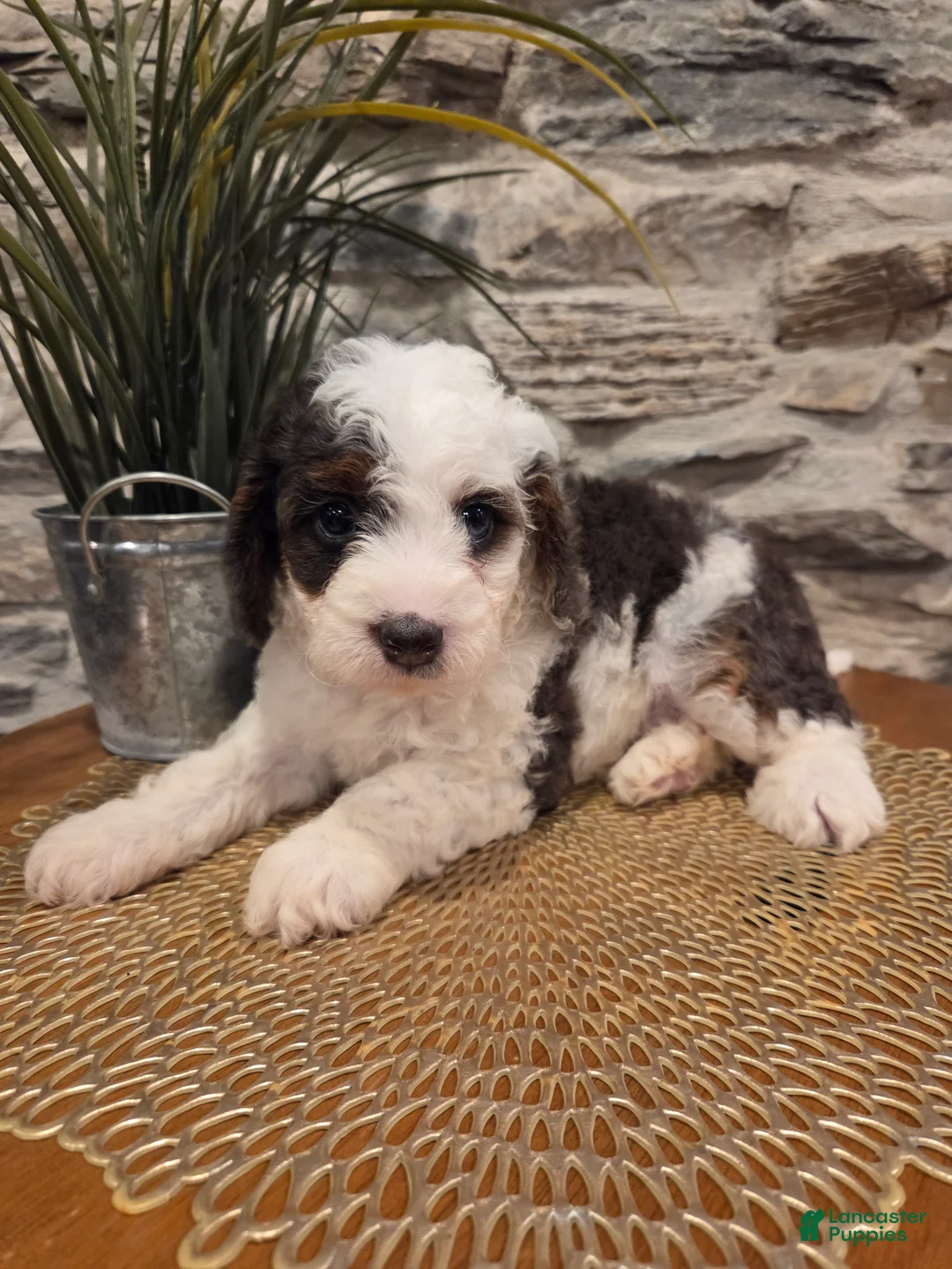 Mini Bernedoodle dogs for sale: ELLIE - FEMALE Mini Bernedoodle 3 - Ad 1