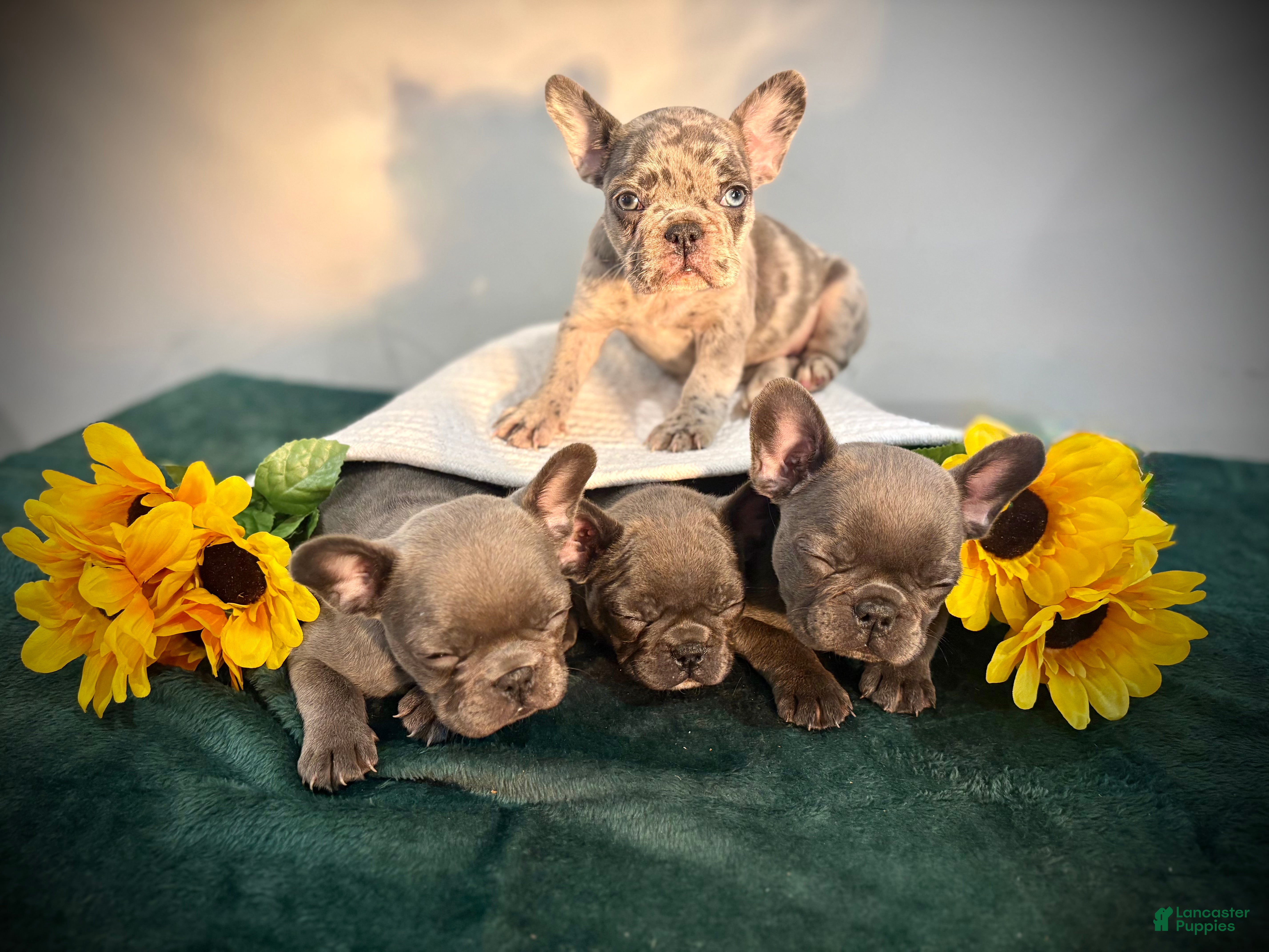 French Bulldog dogs SUGAR - Ad 2
