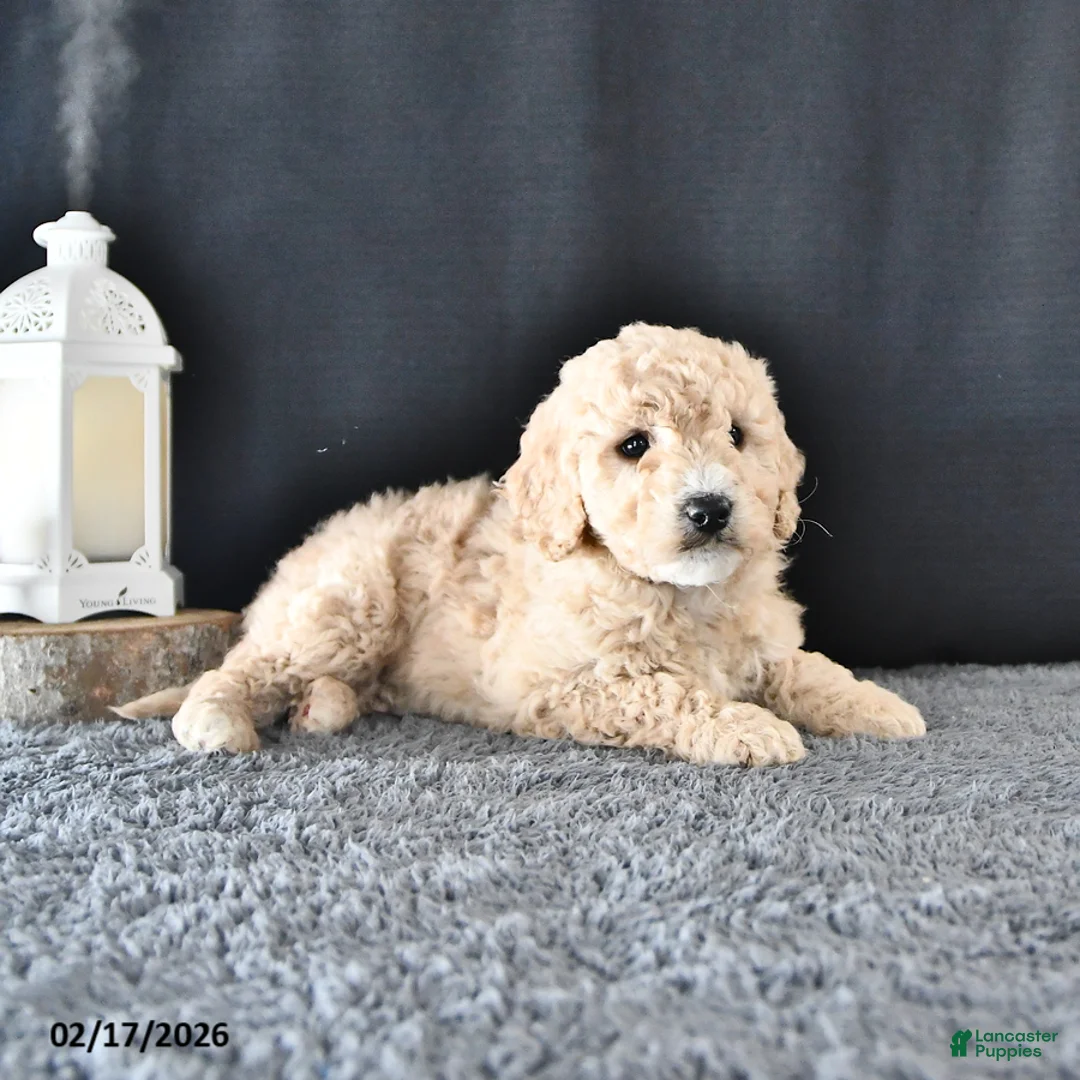 Mini Goldendoodle dogs for sale: Amber - Ad 4
