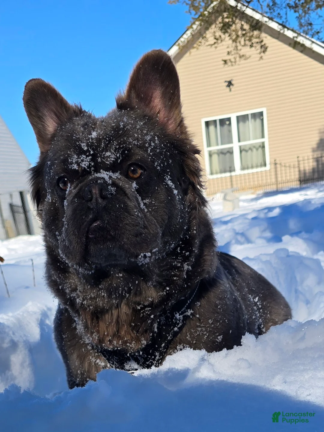 French Bulldog dogs for sale: Tyson - Ad 6