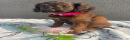 Mixed Breed dogs for sale: Cookie - Ad 3