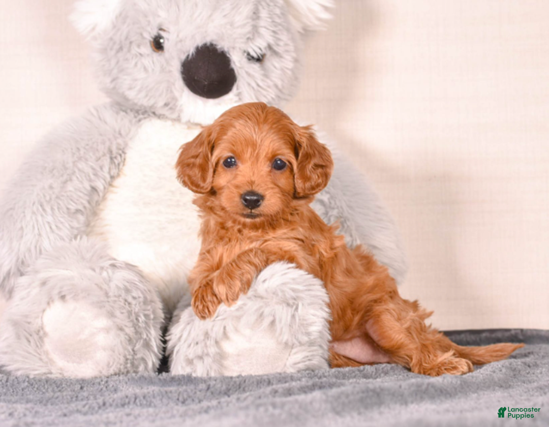 Cavapoo dogs for sale: Sassy - Ad 1