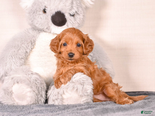 Cavapoo dogs Sassy - Ad 30