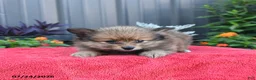 Pomeranian dogs for sale: Hunter - Ad 3