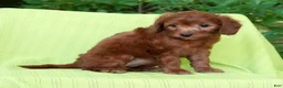 Mini Goldendoodle dogs for sale: Addy - Ad 8