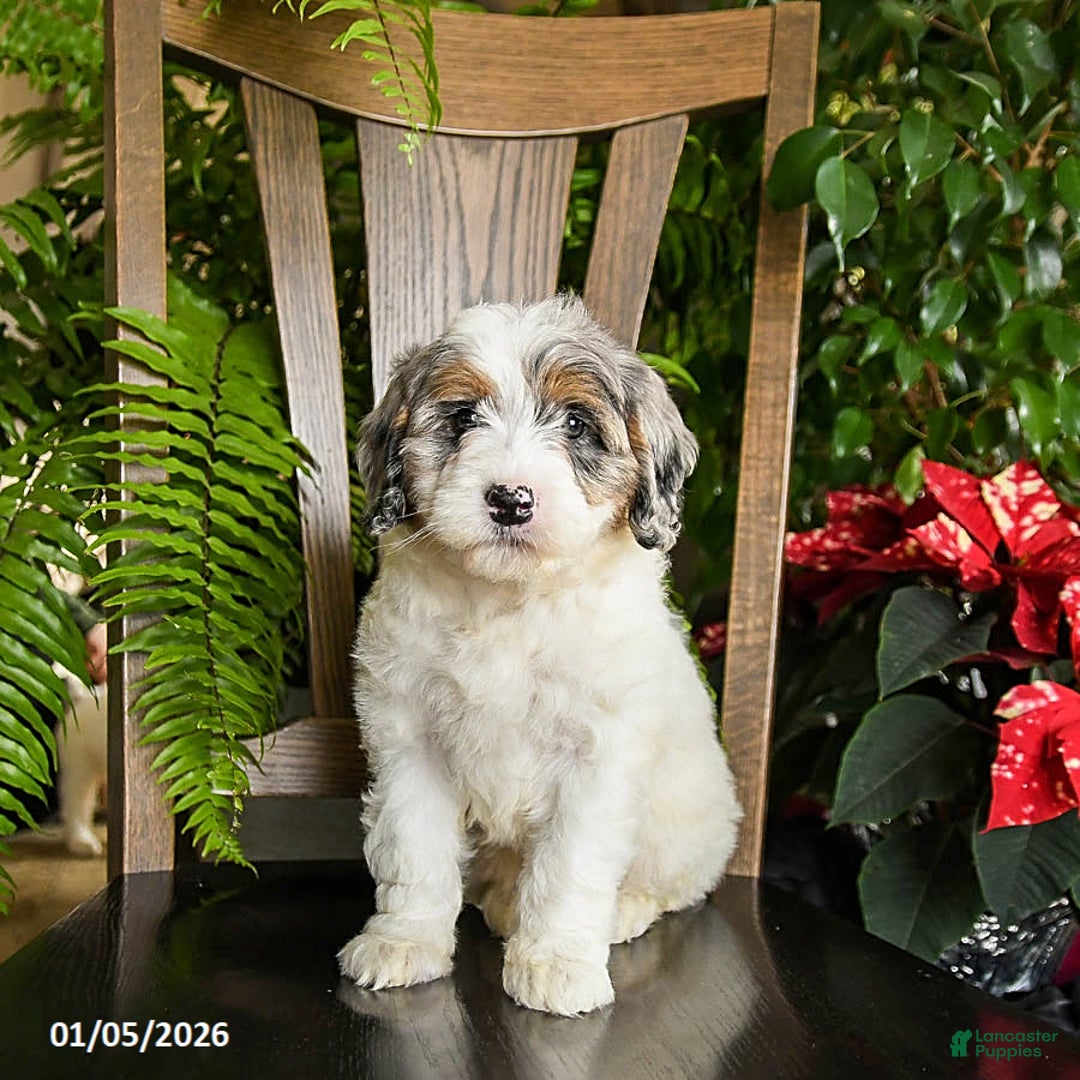 Mini Bernedoodle dogs for sale: Truffles - Ad 3
