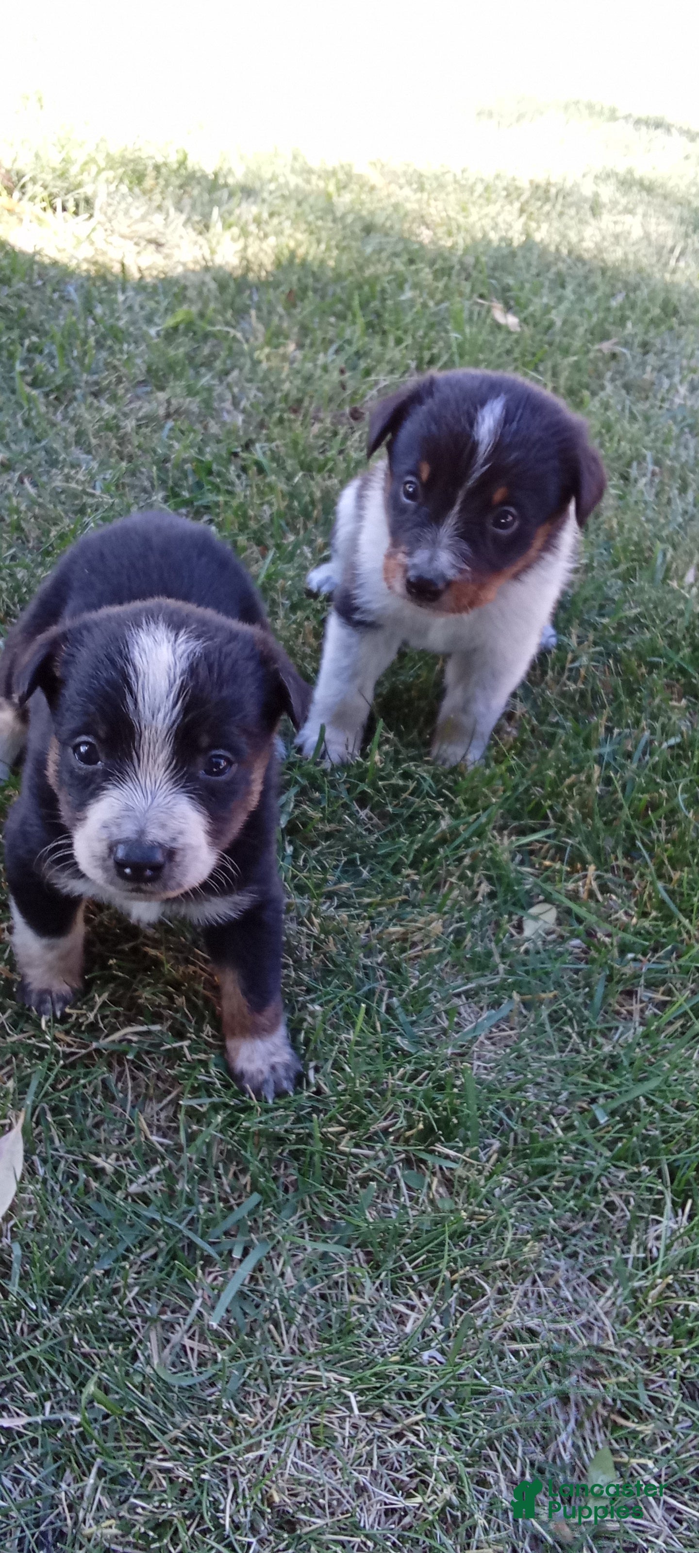 Mixed Breed dogs Mixed Breed 3 - Ad 41