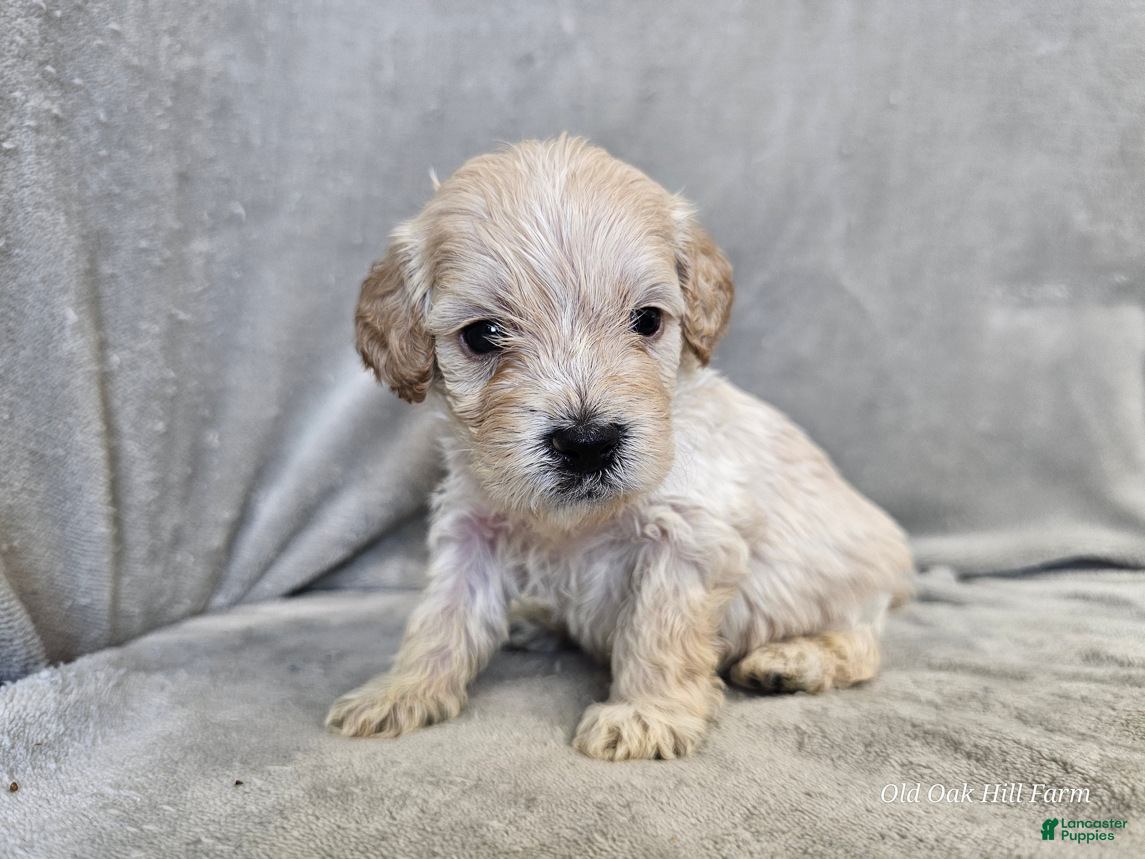 Cavapoo dogs Alfredo - Ad 33