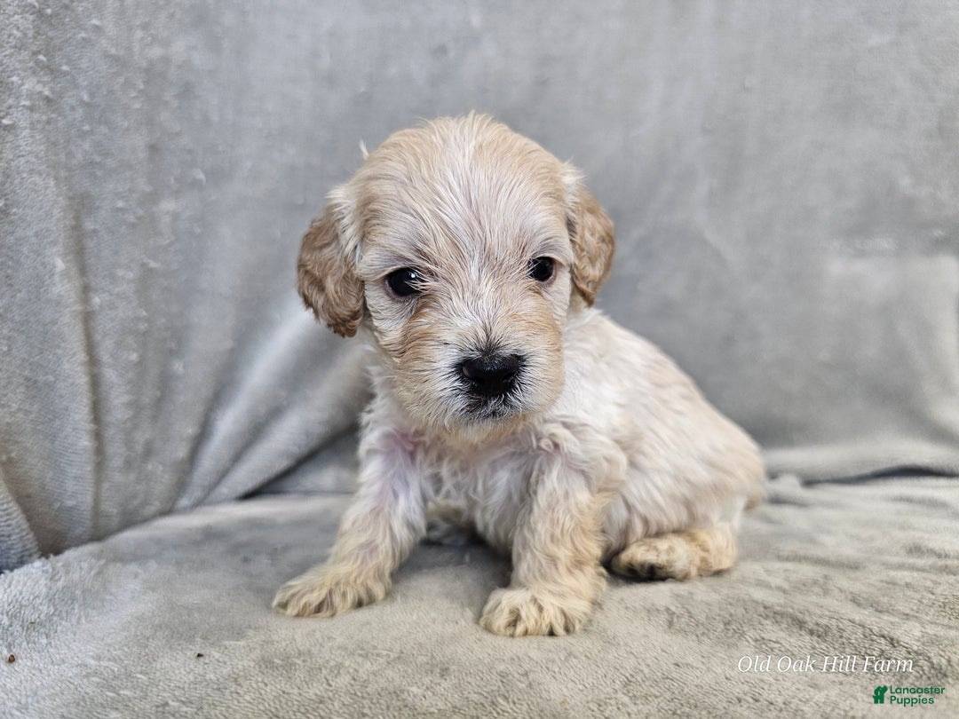 Cavapoo dogs for sale: Alfredo - Ad 1