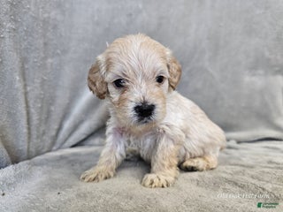 Cavapoo dogs Alfredo - Ad 5