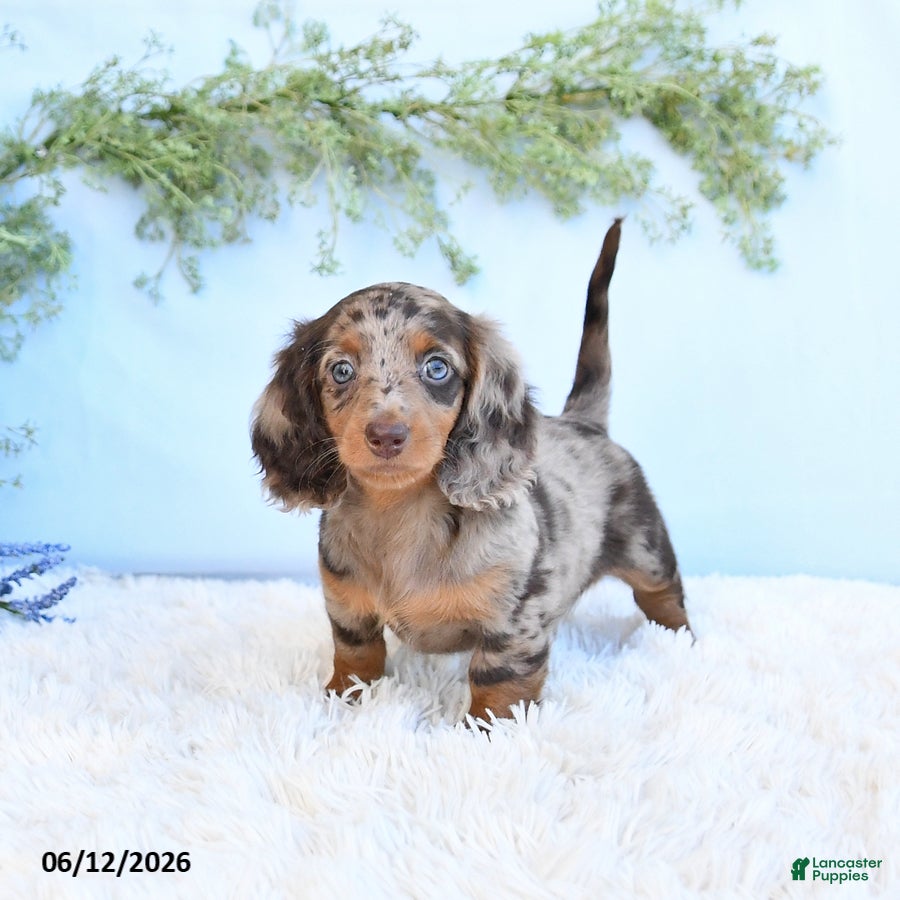 Miniature Dachshund dogs Stella - Ad 2